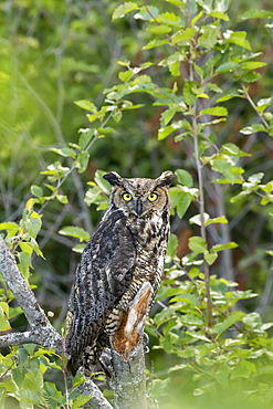 Great Horned Owl (Bubo Virginianus) Hunts For Prey, Looks At Camera While Perched With Ear Feathers Showing Well, Potter March Area, South Of Anchorage, South-Central Alaska, Alaska, United States Of America