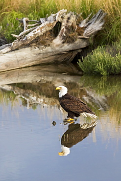 Bald Eagle (Haliaeetus Leucocephalus) Perched In Pond, South-Central Alaska, Alaska, United States Of America