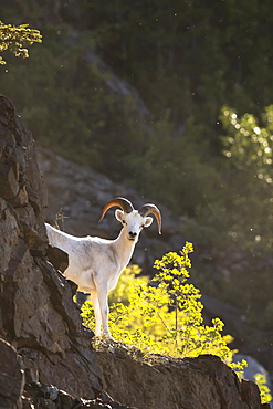 A Young Dall Ram (Ovis Dalli) Looks At Camera From The Rocks In The Windy Point Area Near Mile 106 Of The Seward Highway, South-Central Alaska, Alaska, United States Of America