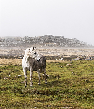 A Wild, White Horse Standing In A Foggy Field