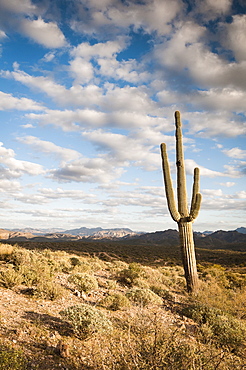 Saguaro (Carnegiea Gigantea) Cactus And Landscape, Arizona, United States Of America