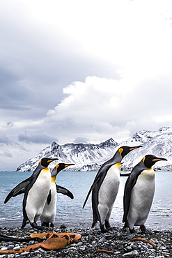 Four King Penguins (Aptenodytes Patagonicus) On A Beach Walking In A Row, South Georgia, South Georgia, South Georgia And The South Sandwich Islands, United Kingdom