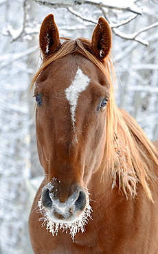 Horse With Frost Around It's Mouth, Cremona, Alberta, Canada