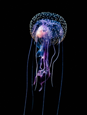 Jellyfish (Pelagia Noctiluca) With Fish Prey Photographed During A Blackwater Scuba Dive Several Miles Offshore Of A Hawaiian Island At Night, Hawaii, United States Of America