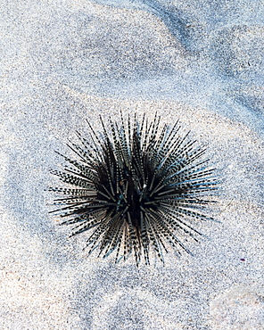 Banded Sea Urchin (Echinothrix Calamaris) On A Sandy Bottom Off The Kona Coast, Kona, Island Of Hawaii, Hawaii, United States Of America