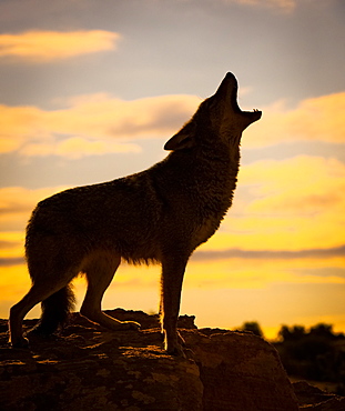 Coyote (Canis Latrans) Howling At Sunset, Triple D Ranch, California, United States Of America