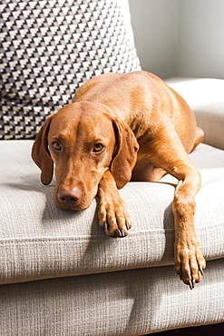 Hungarian Vizsla Facing Camera Lying On Sofa, Reigate, England