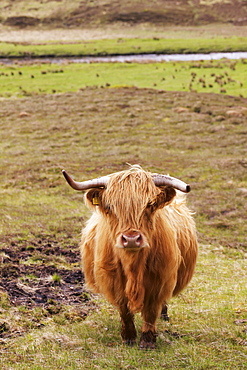 Scottish Highland Landscape With Long Horned Highland Cattle In Foreground