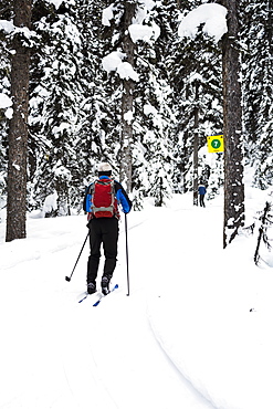 Male Cross Country Skier Along Groomed Trail With Snow Covered Trees, Lake Louise, Alberta, Canada