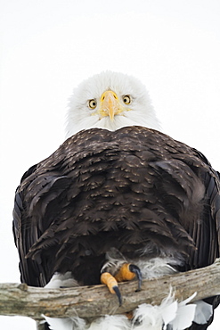 Adult Bald Eagle (Haliaeetus Leucocephalus) Looks Down From Its Perch At The Camera, Portage Area In South-Central Alaska, Alaska, United States Of America