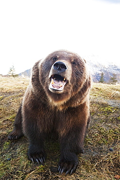 Captive Adult Brown Bear (Ursus Arctos) Looks At Camera With Mouth Open At The Alaska Wildlife Conservation Center, Portage, Alaska, United States Of America