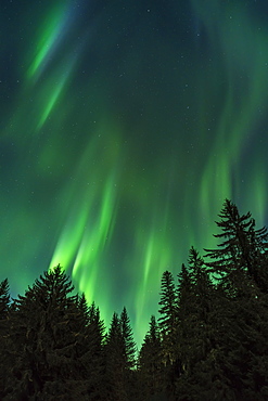 The Aurora Daances Over The Tree Tops, Northern Lights, Tongass National Forest, Alaska, United States Of America