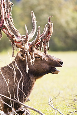 Bull Elk (Cervus Canadensis) Shedding Velvet, Captive At The Alaska Wildlife Conservation Centre, Portage, Alaska, United States Of America