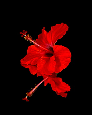 Close Up Of A Red Hibiscus Flower On A Black Background, Maui, Hawaii, United States Of America