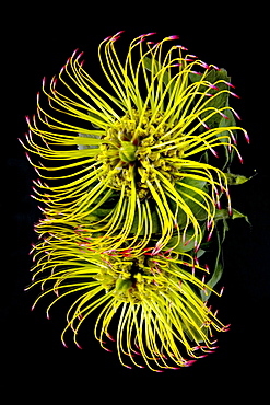 Close Up Of A Unique Tropical Flower On A Black Background, Hawaii, United States Of America