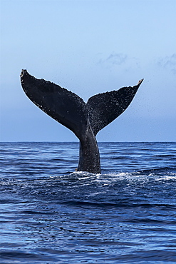 Tail Of A Humpback Whale (Megaptera Novaeangliae) Out Of The Water, Hawaii, United States Of America