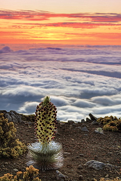 Silversword Plant (Argyroxiphium Sandwicense) At Sunset, Maui, Hawaii, United States Of America