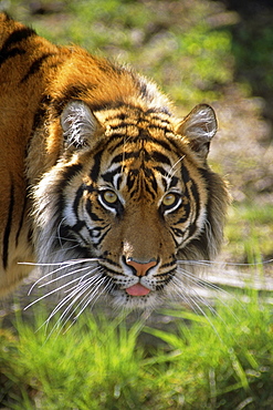 Close Up Of A Sumatran Tiger In A Zoo USA