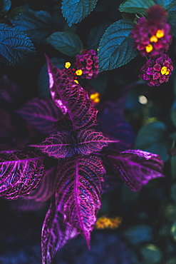 Close-up of a plant with dark green and vibrant purple foliage and delicate clusters of blossoms, Vancouver, British Columbia, Canada