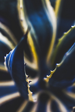 Close-up of the foliage on a cactus plant, Vancouver, British Columbia, Canada