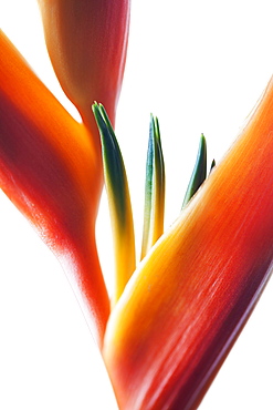 A macro close-up of a beautiful orange and yellow Heliconia flower against a white background, Honolulu, Oahu, Hawaii, United States of America