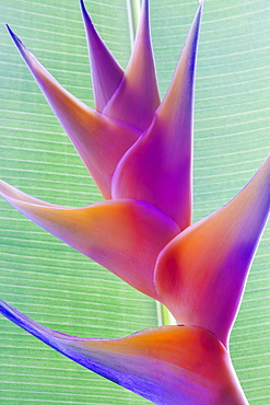 Close-up of a beautiful mixed pink Heliconia flower against a green leaf, Honolulu, Oahu, Hawaii, United States of America