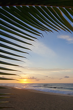 A coconut palm frond silhouette framing a beautiful sunrise at the beach on the North shore of Oahu, Honolulu, Oahu, Hawaii, United States of America