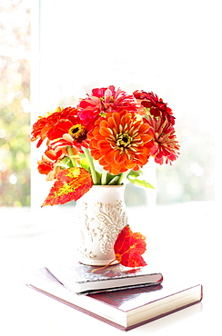 Zinnia's Composed On A Lovely Wide Window Sill, Surrey, British Columbia, Canada