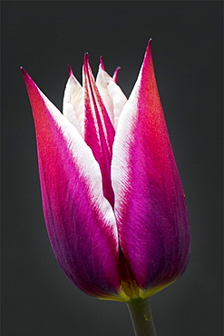 Close-Up Of Purple And White Tulip Head Against A Black Background, Calgary, Alberta, Canada