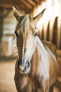 Portrait Of A Blond Horse In A Barn, Canada