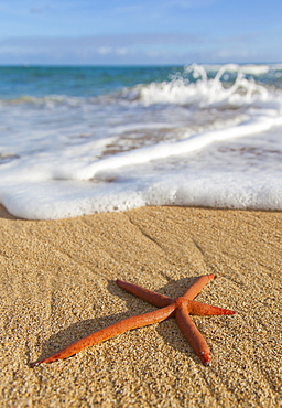 A Red Live Finger Starfish, Also Known As Linckia Sea Star, Found Along A Sandy Beach With White Ocean Tide Washing Up, Honolulu, Oahu, Hawaii, United States Of America