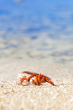 A Hawaiian Sea Creature, Halloween Hermit Crab (Ciliopagurus Strigatus) On The Sandy Beach, Honolulu, Oahu, Hawaii, United States Of America