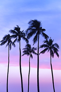 Five Coconut Palm Trees In Line With Cotton Candy Sunset Behind, Honolulu, Oahu, Hawaii, United States Of America