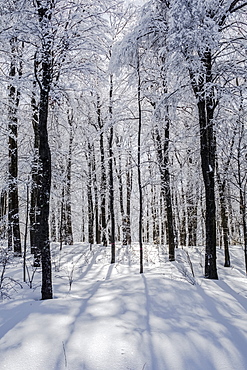 A Forest With Trees Covered In Ice And Snow, Shefford, Quebec, Canada