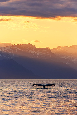 Fluke Of A Humpback Whale (Megaptera Novaeangliae) At Sunset, Lynn Canal, With The Chilkat Mountains In The Background, Near Juneau, Alaska, United States Of America