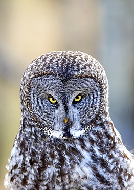 Great Grey Owl (Strix Nebulosa), Alberta Foothills, Alberta, Canada