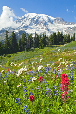 Mount Rainier National Park, Washington, Usa