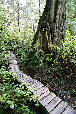 Meares Island, British Columbia, Canada; Cedar Boardwalk