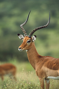 Impala Buck, Amboseli National Park, Kenya, Africa