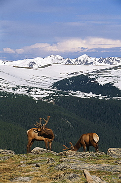 Young Bull Elk Against Never Summer Mountains, Rocky Mountain National Park, Colorado, Usa