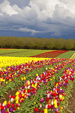 Woodburn, Oregon, United States Of America; Tulip Fields Under Storm Clouds