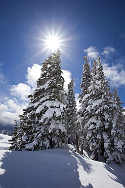 Timberline, Oregon Cascades, United States Of America; Snow On The Trees And Sunlight On Mount Hood