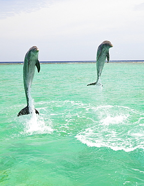 Roatan, Bay Islands, Honduras; Two Bottlenose Dolphins (Tursiops Truncatus) Jumping Out Of The Water At Anthony's Key Resort