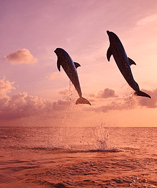 Roatan, Bay Islands, Honduras; Two Bottlenose Dolphins (Tursiops Truncatus) Jumping Out Of The Water At Anthony's Key Resort At Sunset