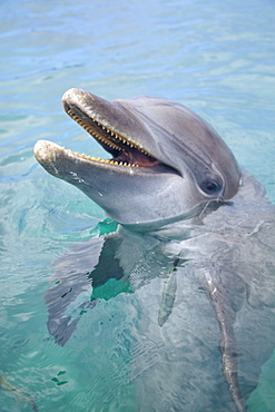 Roatan, Bay Islands, Honduras; A Bottlenose Dolphin (Tursiops Truncatus) In The Water At Anthony's Key Resort