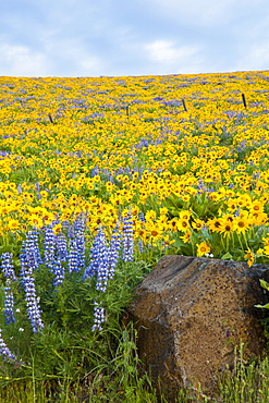 Oregon, United States Of America; Wildflowers In A Field In Columbia River Gorge National Scenic Area