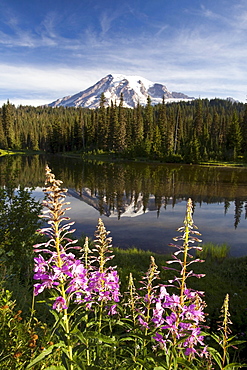 Washington, United States Of America; A Reflection Of Mount Rainier In A Lake And Wildflowers Along The Shore In Paradise Park In Mt. Rainier National Park