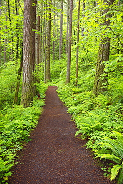 A Trail In Columbia River Gorge National Scenic Area; Oregon, USA