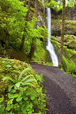 Winter Falls In Silver Falls State Park; Oregon, USA