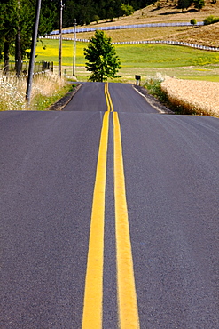 Wheat Field Along A Road In The Country In Willamette Valley; Oregon, United States Of America